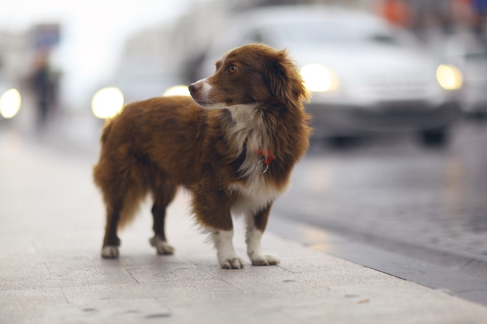 runaway pet