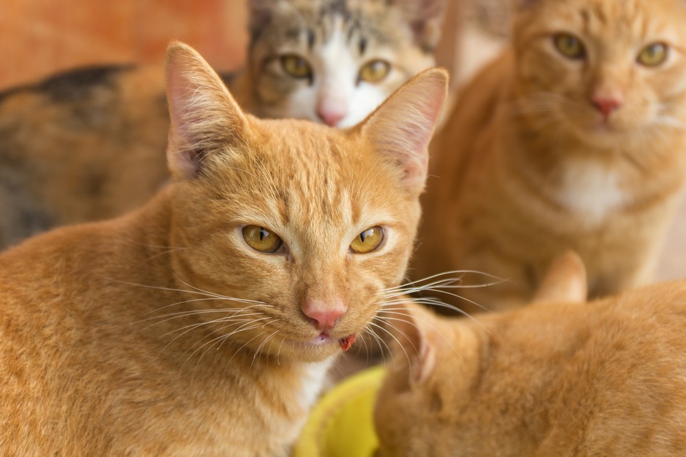 the cats of Aoshima cat island