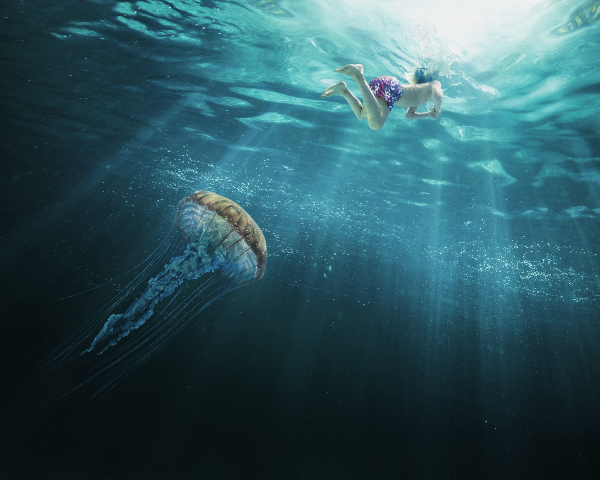 Jellyfish