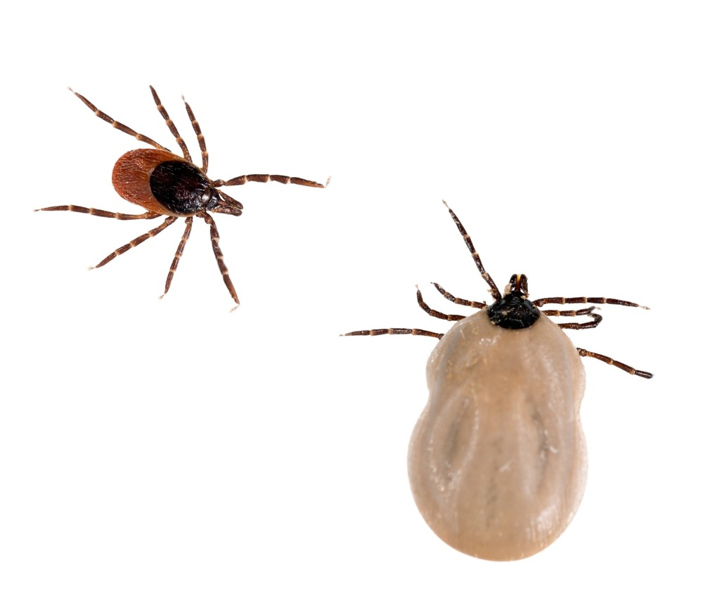 ticks