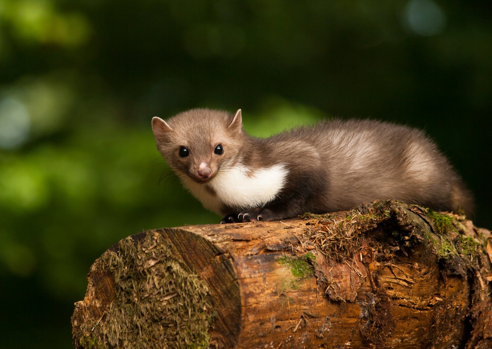 A pine marten