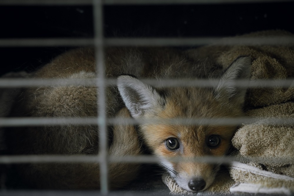 fox