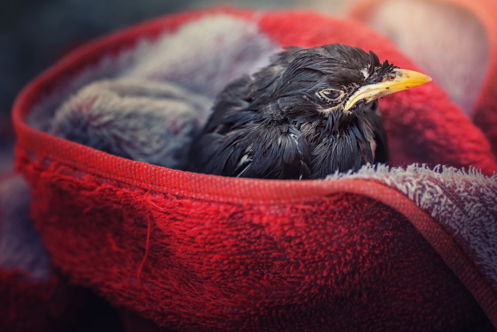 bird