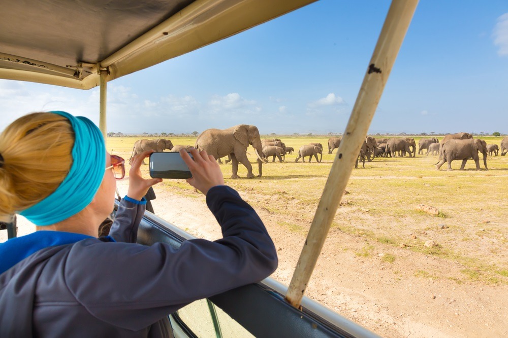 A safari in Africa, a herd of elephants