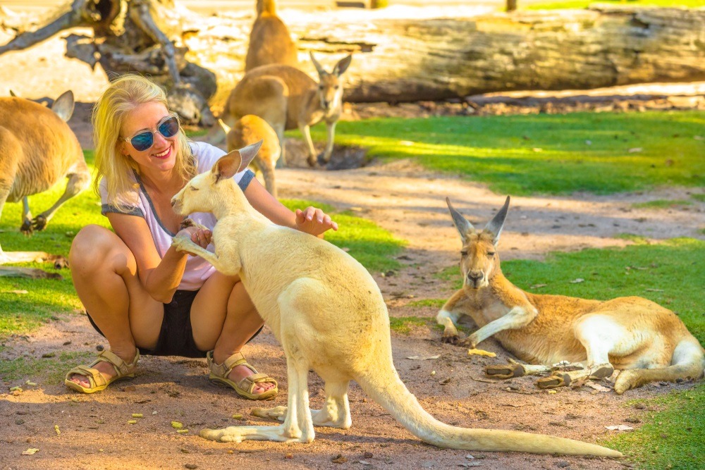 A tourist petting a kangaroo