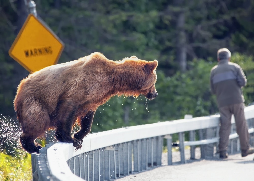 A grizzly bear appearing behind a hiker on a road in the USA