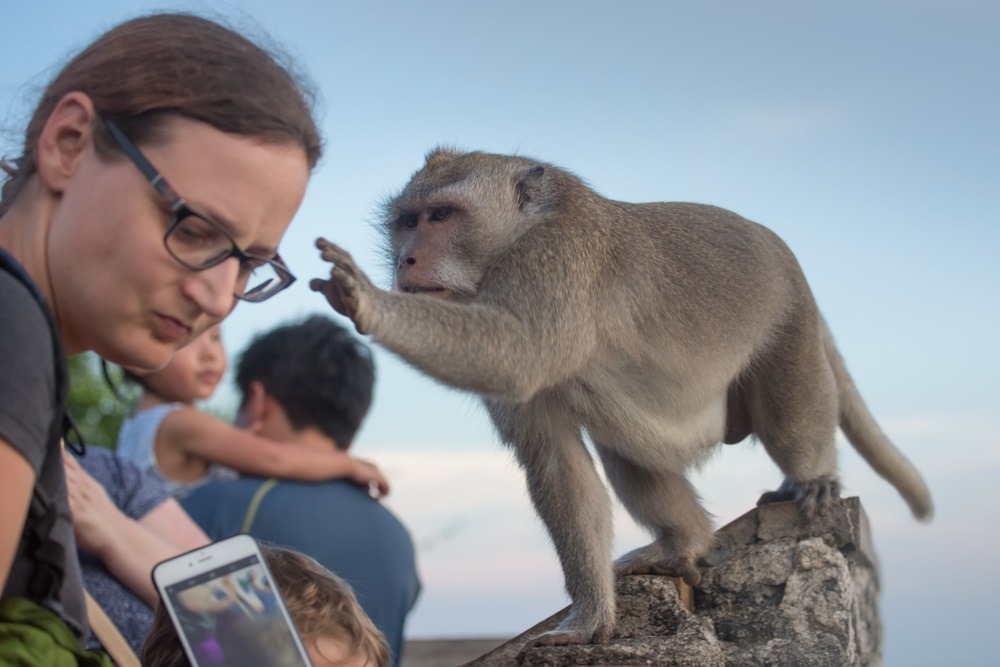 A monkey trying to steal a tourist's glasses