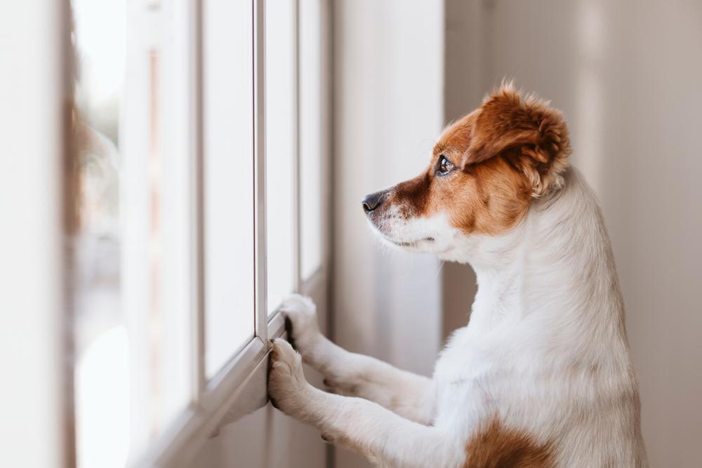 Dog looking out of a window