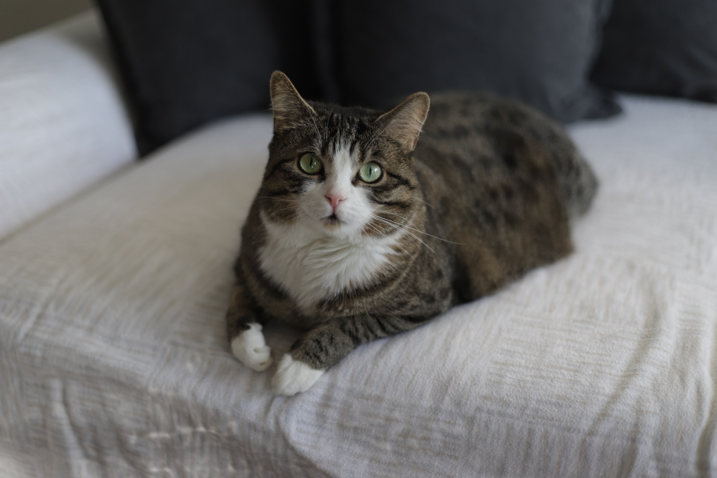 Cat on a sofa