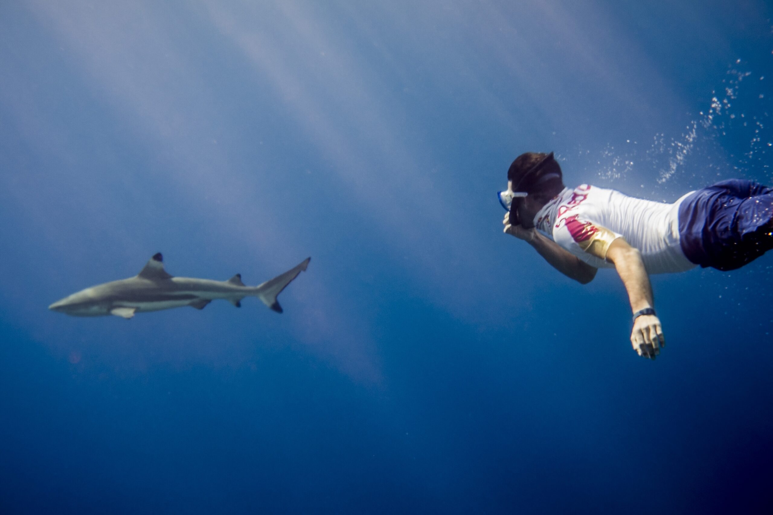 Tom de Dorlodot, encounter with a shark