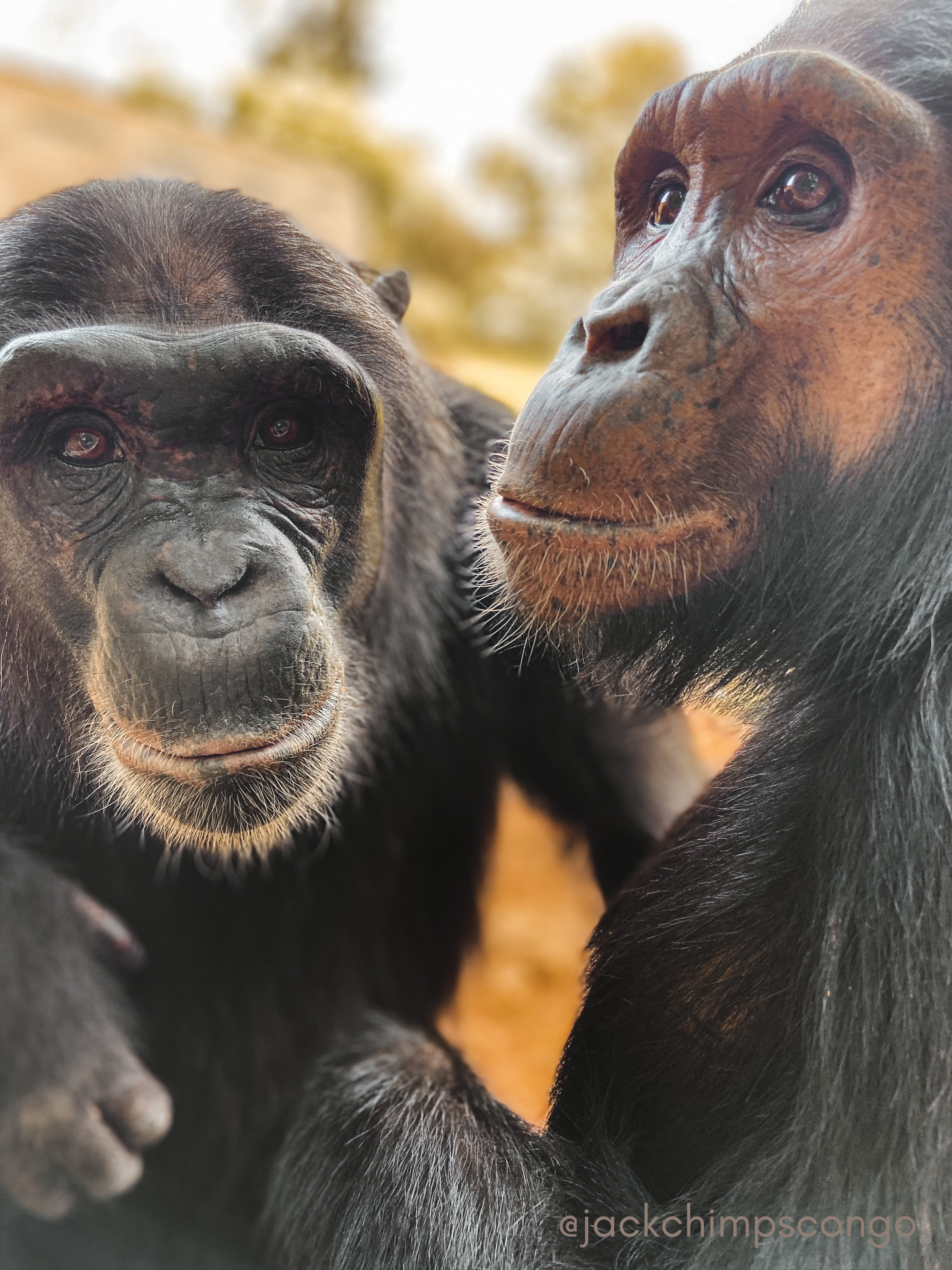 Bonobo in Africa